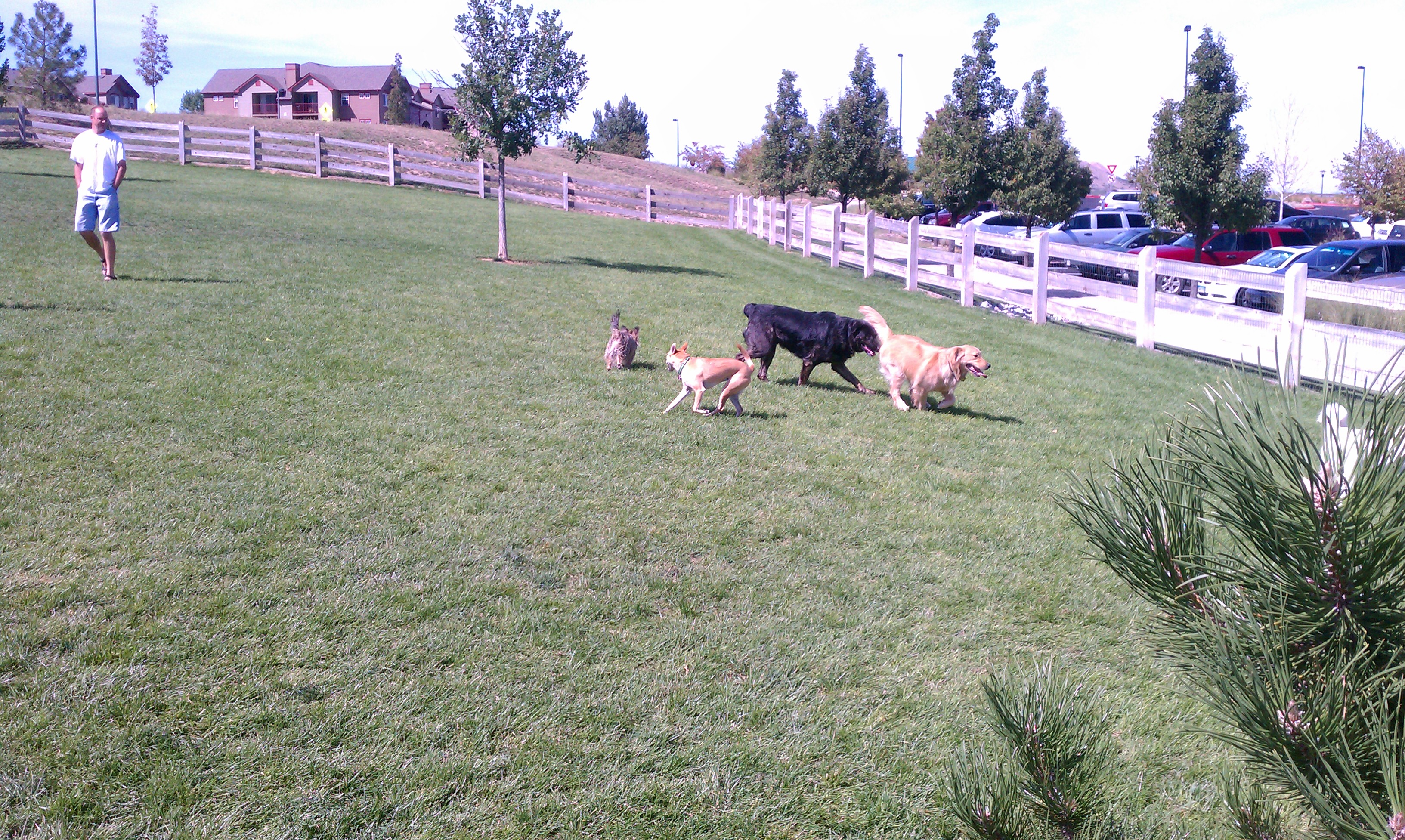 Fair Ground Regional Dog Park