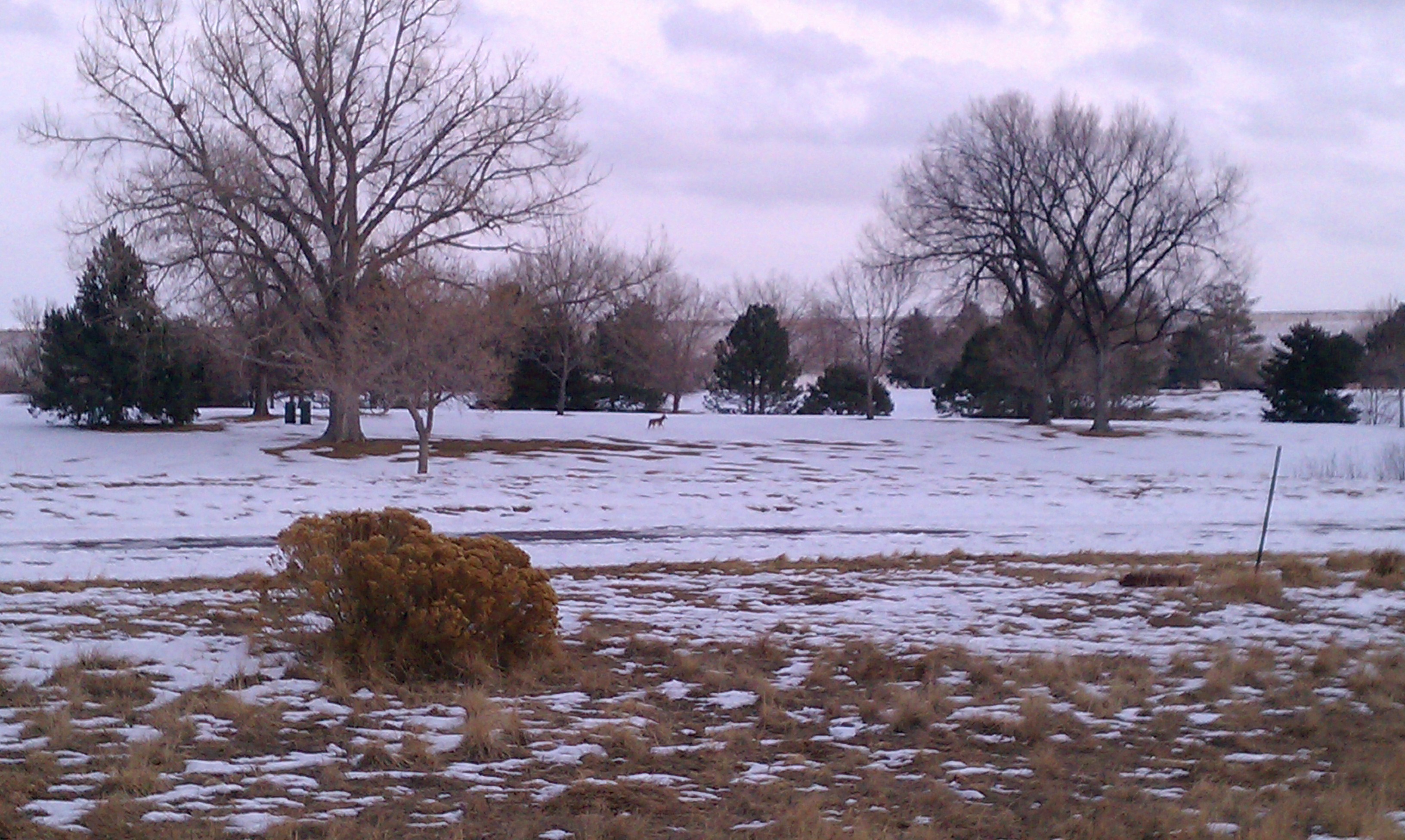 Kennedy Dog Park
